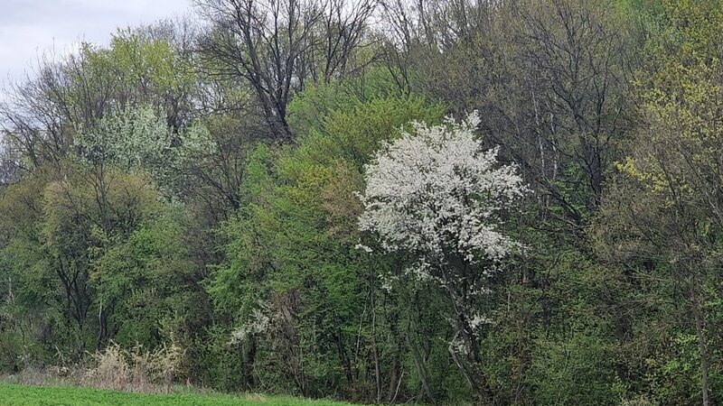 Izvorani, loturi de 500 mp, langa padurea Snagov, locatie de vis.